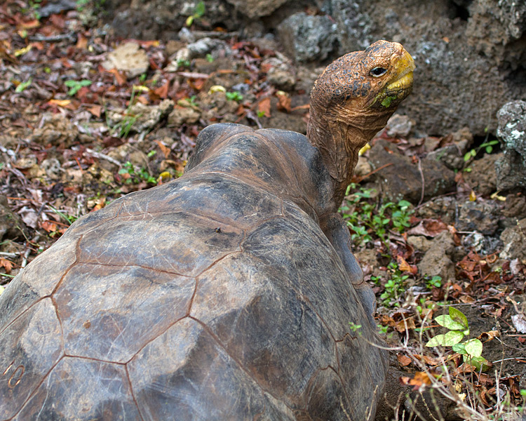 [Galapagos Giant Tortoise]