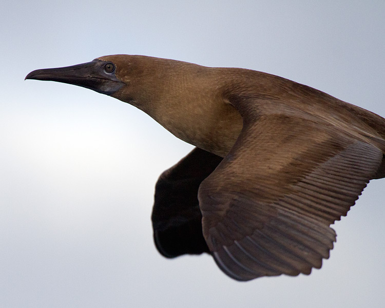 [Red-footed Booby]