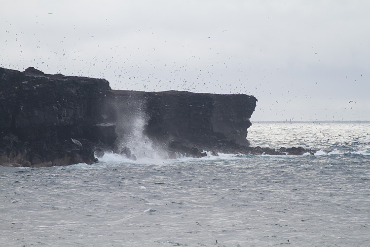 [Seabirds and Cliffs, Genovesa]