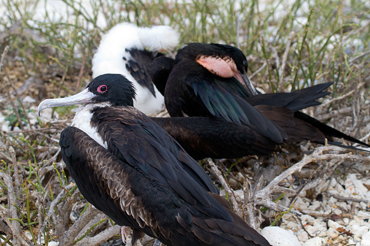 [Magnificent Frigatebird Family]