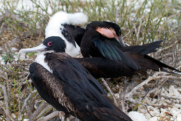 Magnificent Frigatebird Family