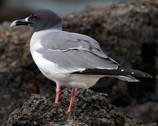 Swallow-tailed Gull