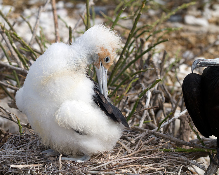 [Great Frigatebird Chick]