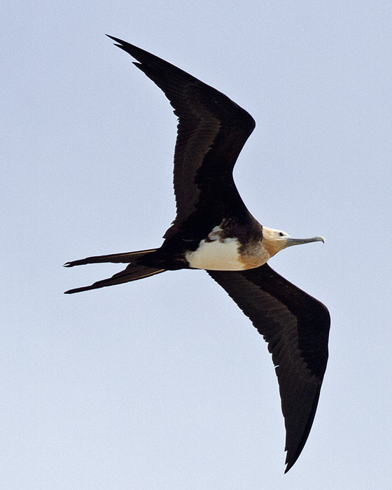 [Great Frigatebird]