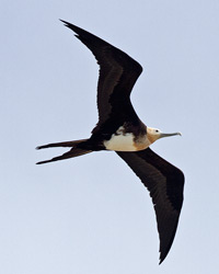 Great Frigatebird