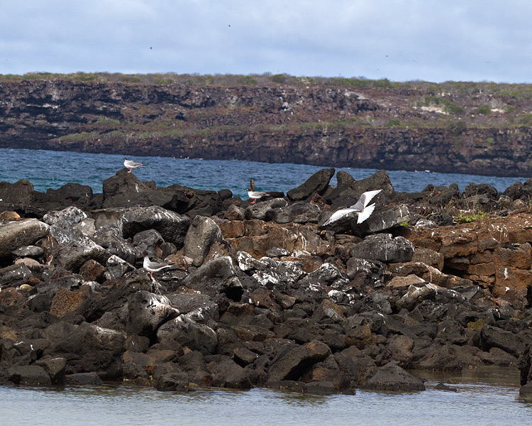 [Swallow-tailed Gulls]