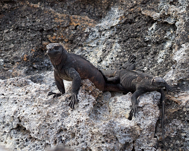 [Marine Iguanas]