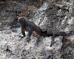 Marine Iguanas