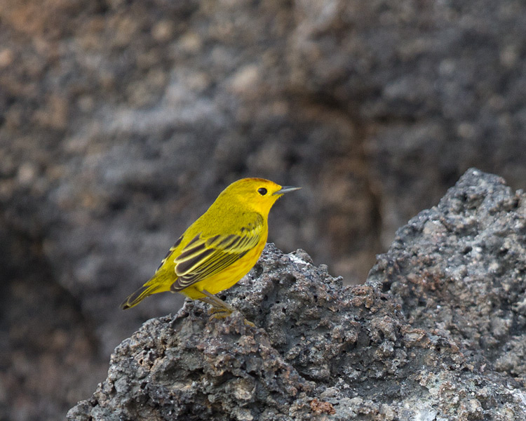 [Yellow Warbler]