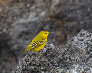 Yellow Warbler