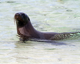 Galapagos Sea Lion