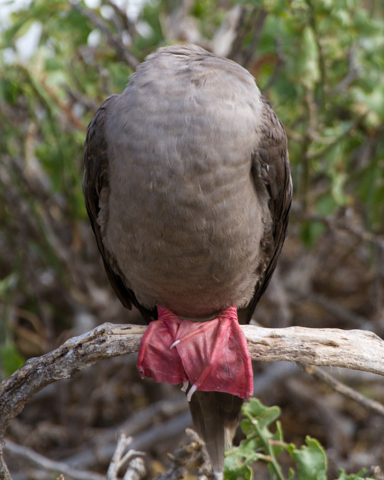 [Red-footed Booby]