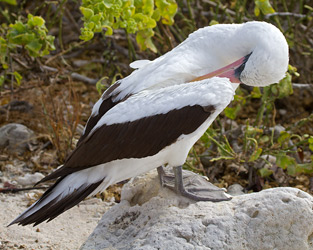 Nazca Booby