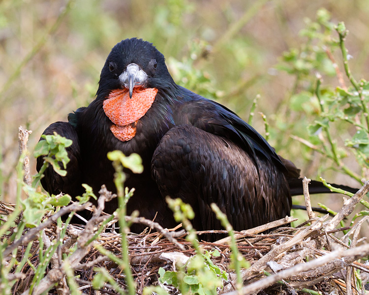 [Great Frigatebird]