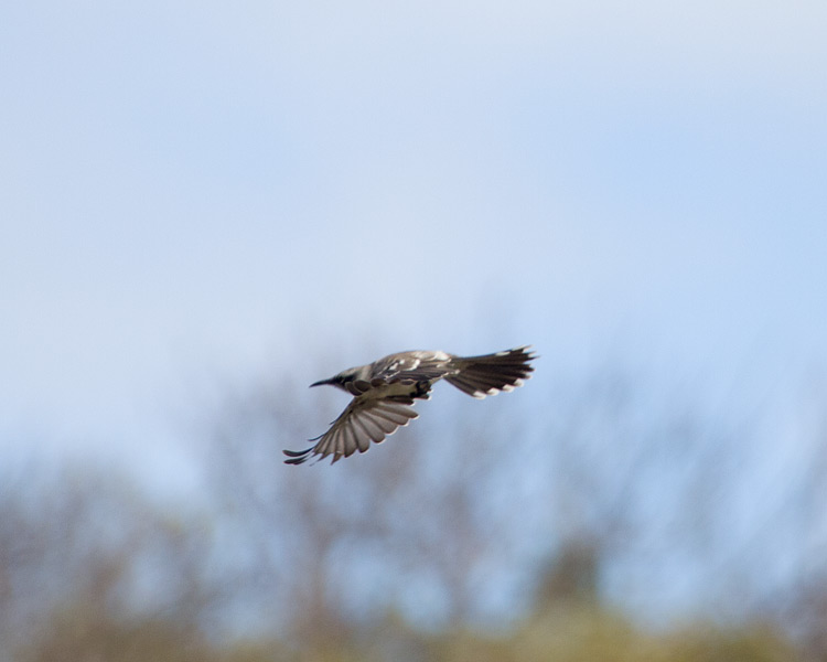 [Galapagos Mockingbird]