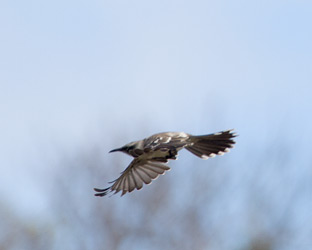 Galapagos Mockingbird