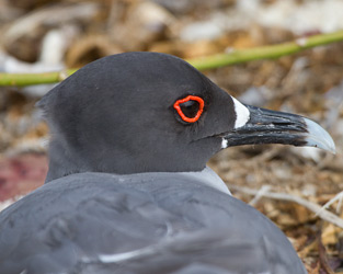 Swallow-tailed Gull