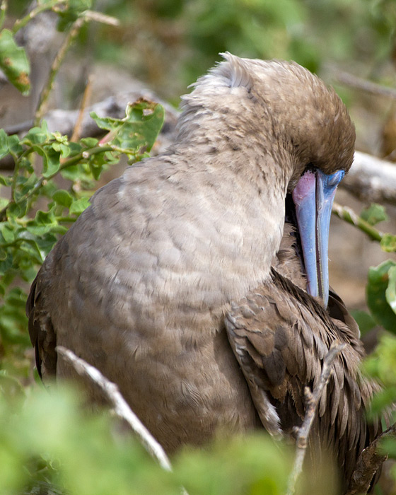 [Red-footed Booby]