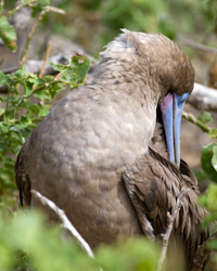 Red-footed Booby