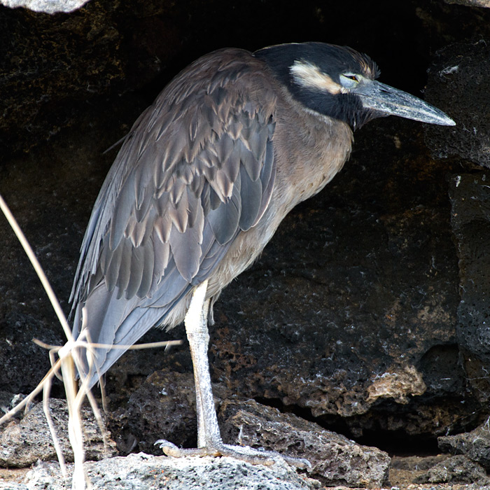 [Yellow-crowned Night-Heron]