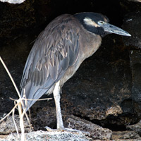 Yellow-crowned Night-Heron