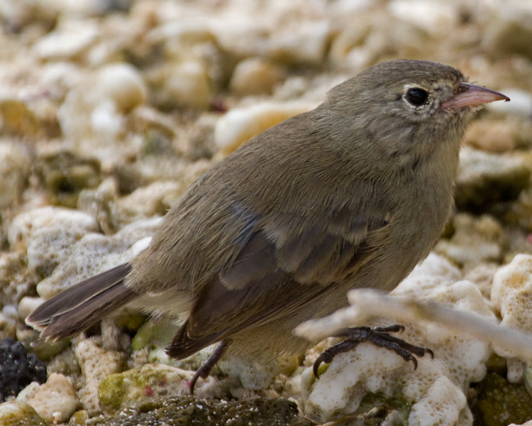 [Gray Warbler-Finch]