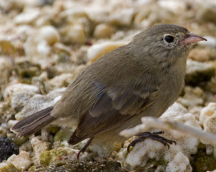 Gray Warbler-Finch