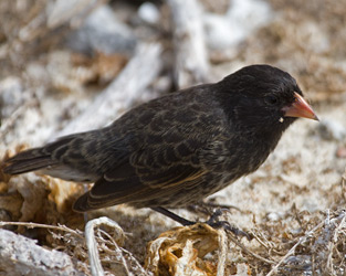 Sharp-beaked Ground-Finch