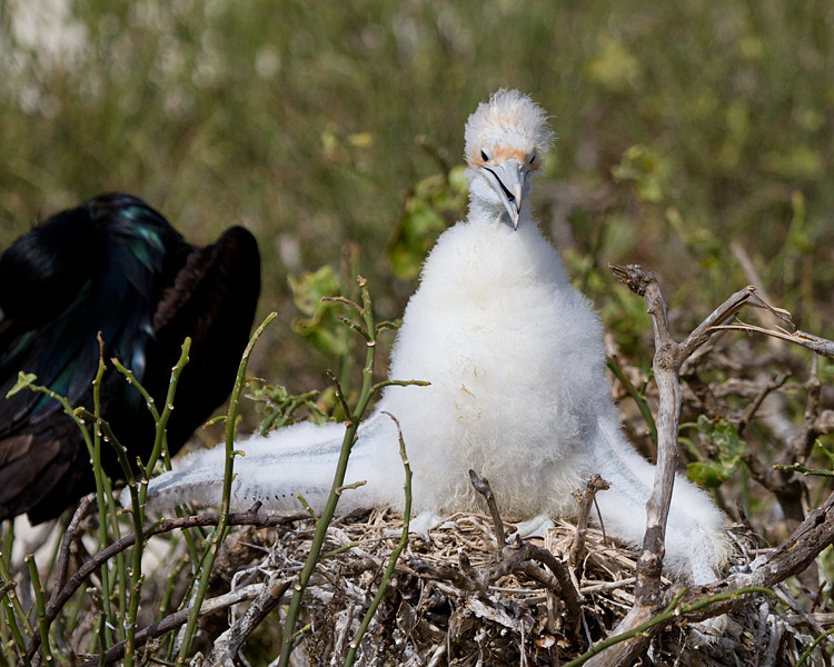 [Great Frigatebirds]