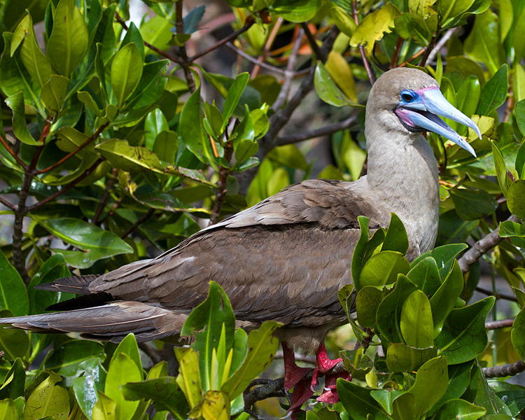 [Red-footed Booby]