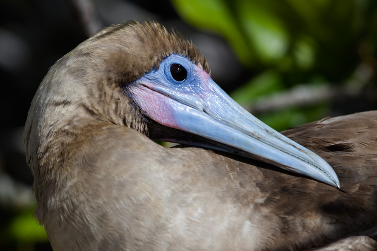 [Red-footed Booby]