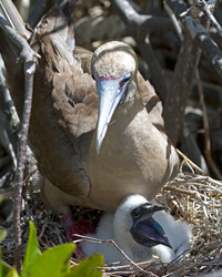 Red-footed Booby with Chick