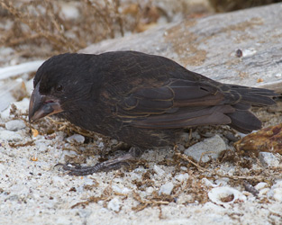 Large Ground-Finch