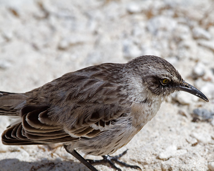 [Galapagos Mockingbird]