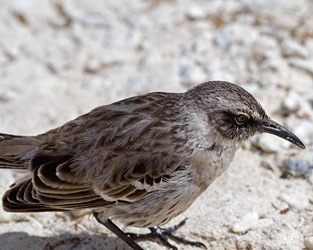 Galapagos Mockingbird