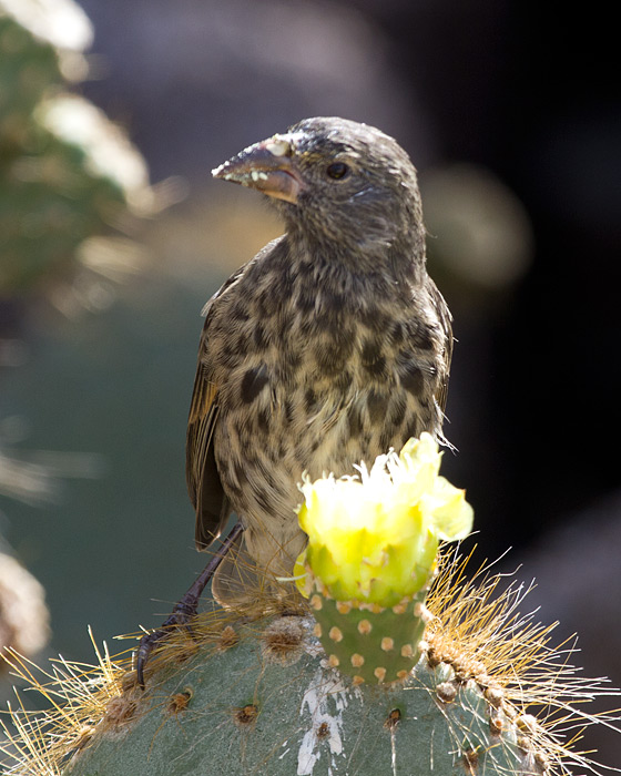 [Large Cactus-Finch]