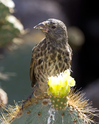 Large Cactus-Finch