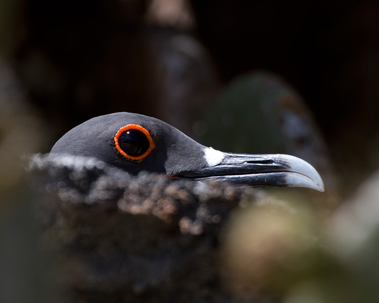 [Swallow-tailed Gull]