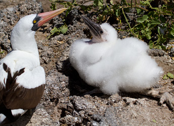 Red-footed Booby with Chick