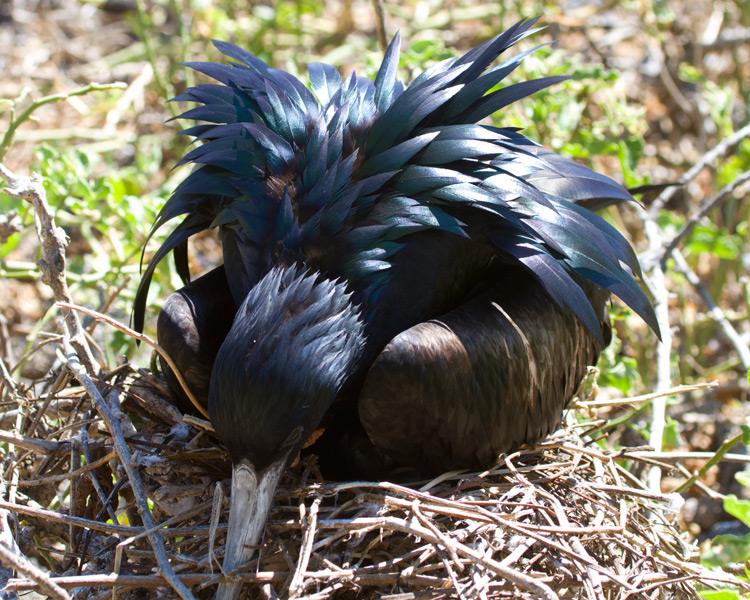 [Great Frigatebird]