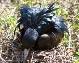 Great Frigatebird