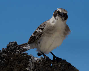 Galapagos Mockingbird