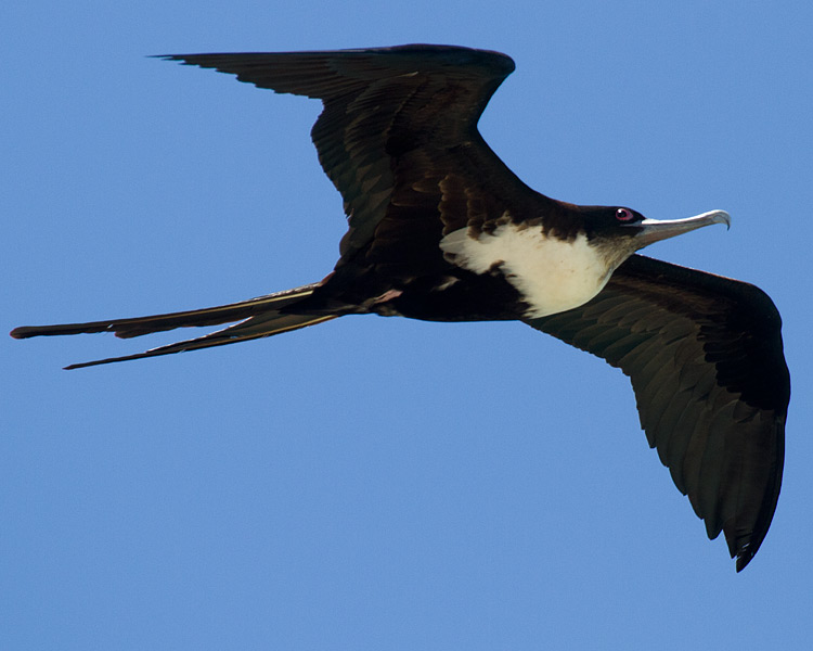 [Great Frigatebird]