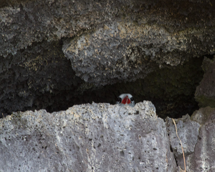 [Red-billed Tropicbird]