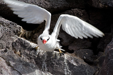 Red-billed Tropicbird