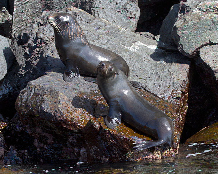 [Galapagos Fur Seals]