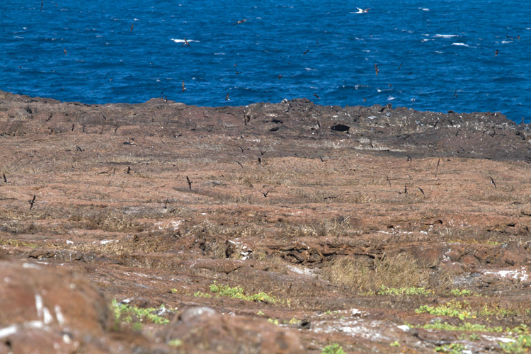 [Storm-Petrels over Land]