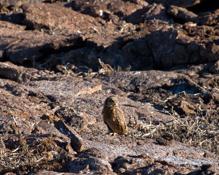 [Short-eared Owl]