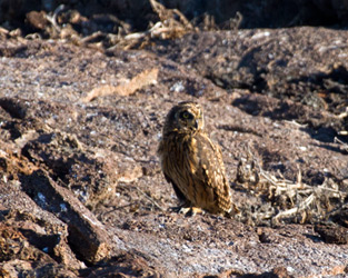 Short-eared Owl