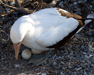 Nazca Booby with Eggs